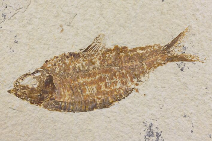 Fossil Fish (Knightia) - Wyoming #150671